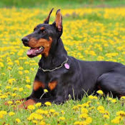 doberman